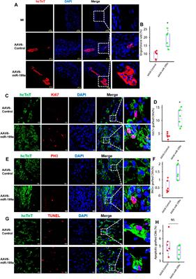 miR-199a Overexpression Enhances the Potency of Human Induced-Pluripotent Stem-Cell–Derived Cardiomyocytes for Myocardial Repair